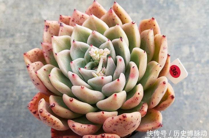 多肉拉霍亚——带爪的东云,堪称爪系基因与东云系基因的完美结合