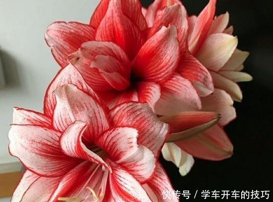 家里“3种花”,一点光就能活,阳台养一盆,满园春色“挡不住”!