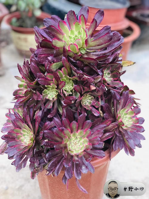 喜欢法师多肉老桩？小帅告诉你法师可以这样养。