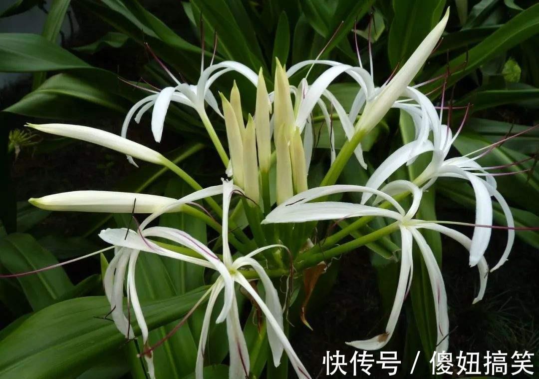 凤仙花|家里万万不要养这几种花，放一盆都会对身体不好，聪明人都懂避开