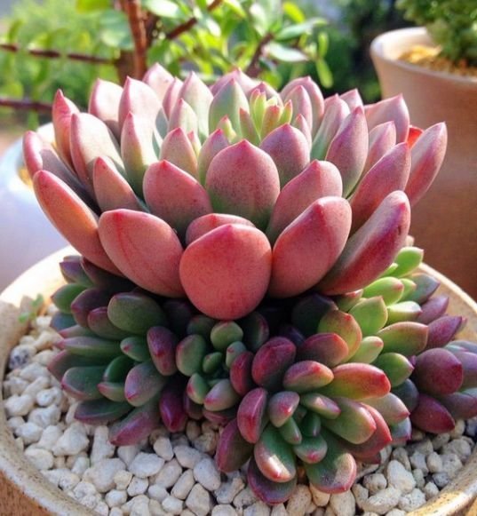 光照|颜值超高的红宝石多肉，生长快易爆盆，更容易逆袭，花瓣重重叠叠