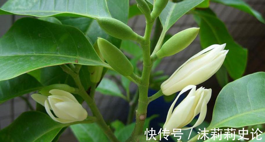 白兰花秋末养护,抓住2个重点,不仅能增强抵抗力,还能减少冻害