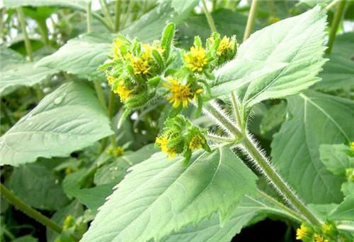 风湿性关节炎|农村长的“粘糊菜”，专治风湿关节炎，多数人都不了解