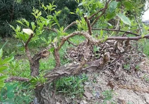 很好辨认的1种藤本植物,别轻易触碰,却是制作盆景的优良素材