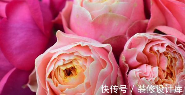 喷药|花友种月季前必须考虑清楚三个问题,不然越养越心烦