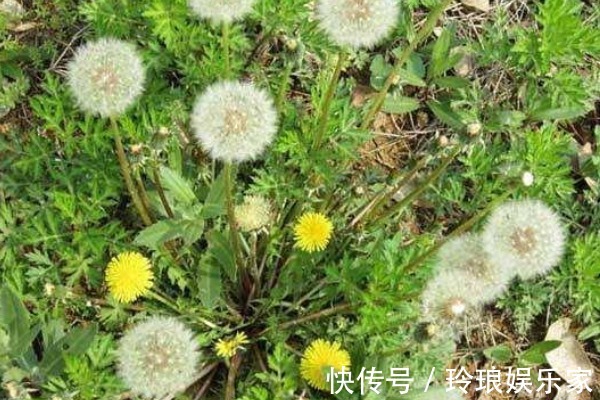 蒲公英属|坚持用蒲公英泡水喝,除了预防骨质疏松,还有三大好处等着你!