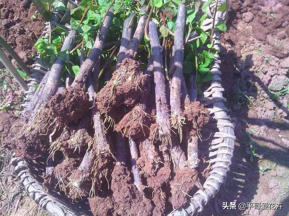 养花|“3种花”适合9月扦插，温度适宜，生根快，而且不黑腐、不烂根