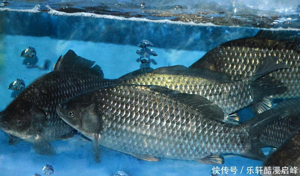 买鲫鱼,要分清“工程鲫”和“土鲫”,差别很大,买错浪费钱