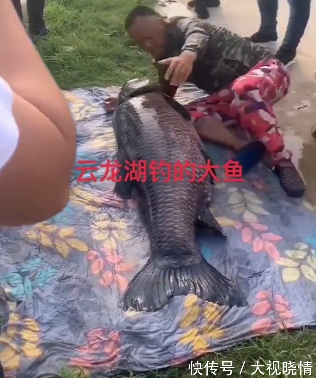 云龙湖|身形跟人一样长！江苏176斤大鱼又上钩了，钓鱼人：年年都要被钓上岸