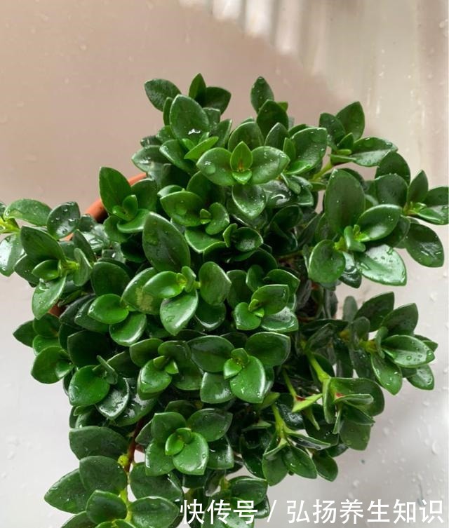 10大受欢迎绿植,你家养了几种!