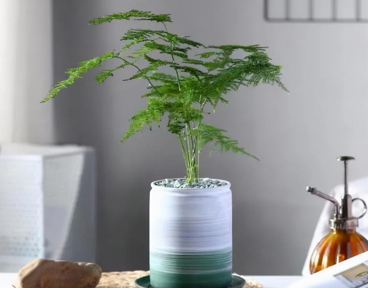 农历九月十八霜降后，养什么花？家里养3种花，抬头见喜举步迎春