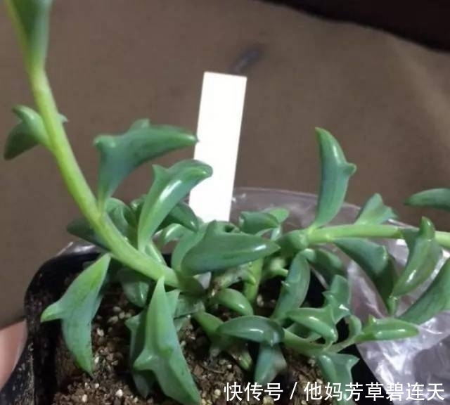 这个小盆栽居然卖600多万,快看看你家有没有!