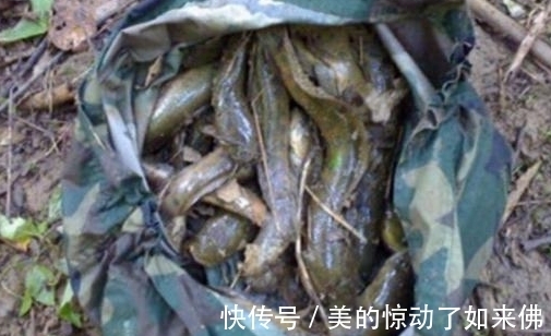 农村小伙挖到一窝野生鱼,有人说是塘虱,更有人说是七星鱼