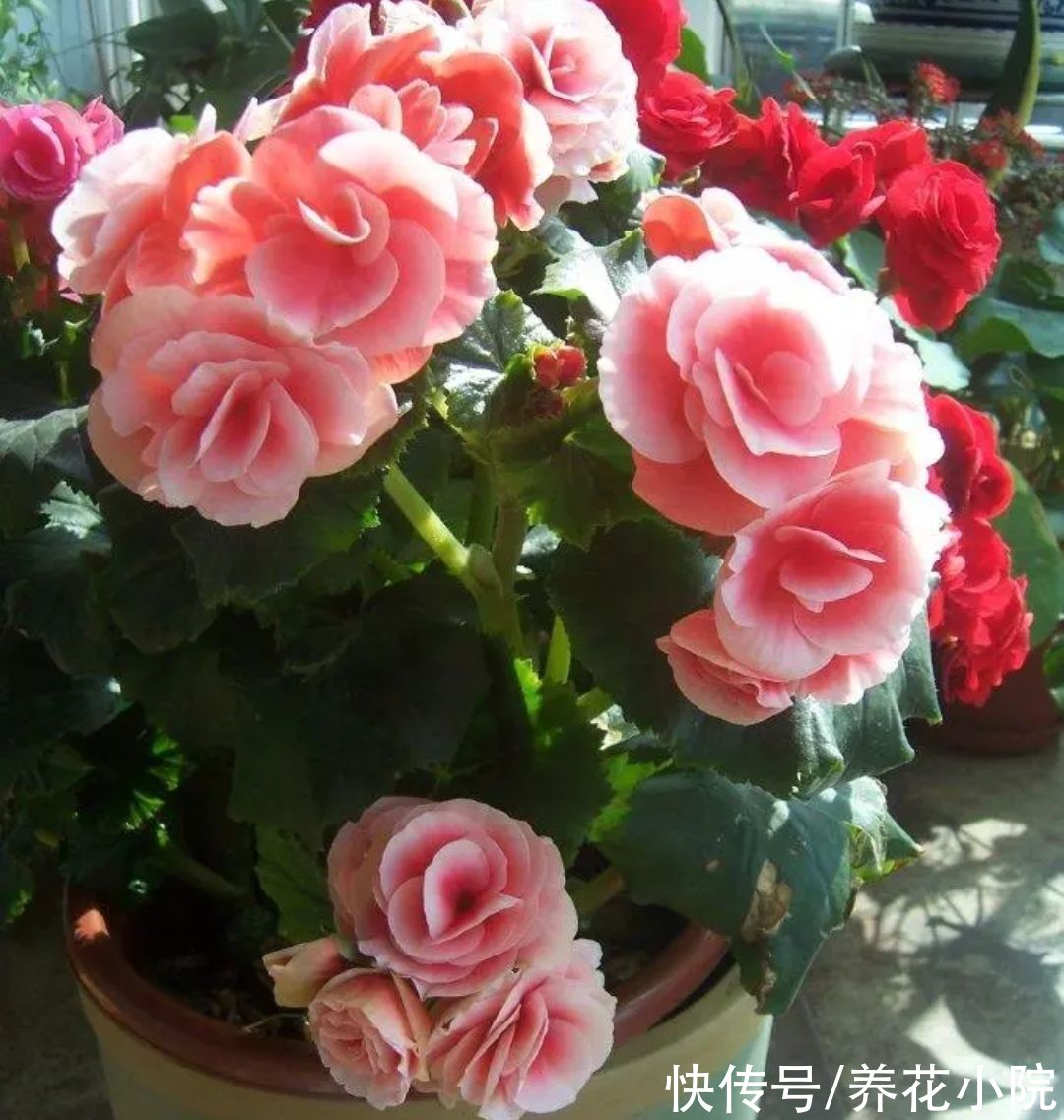 7种漂亮花，家里阳光少也能养，光照太强反而长不好