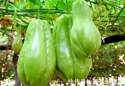 秋葵|秋天愛吃此菜的人，身體不會差，降糖降脂、排毒養顏，只要幾塊錢