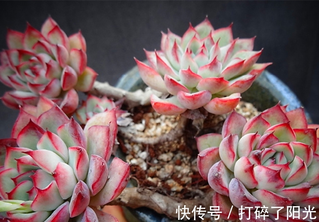 唐印|看到5种多肉,仿佛置身优美景色之中,满目都是美不胜收