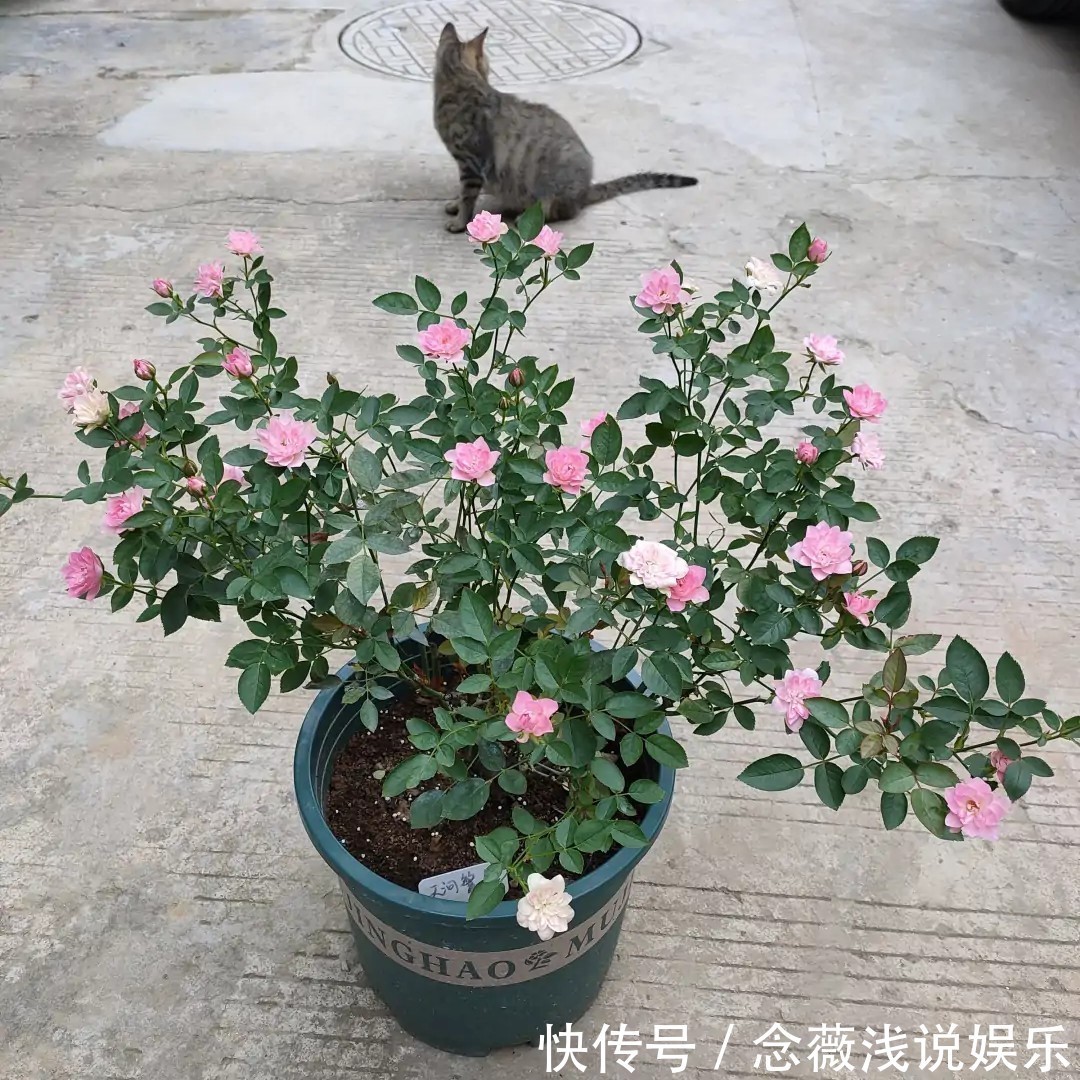 养殖|此花号称“开花机器”,居家盆栽牢记4点,开花繁殖能力特强