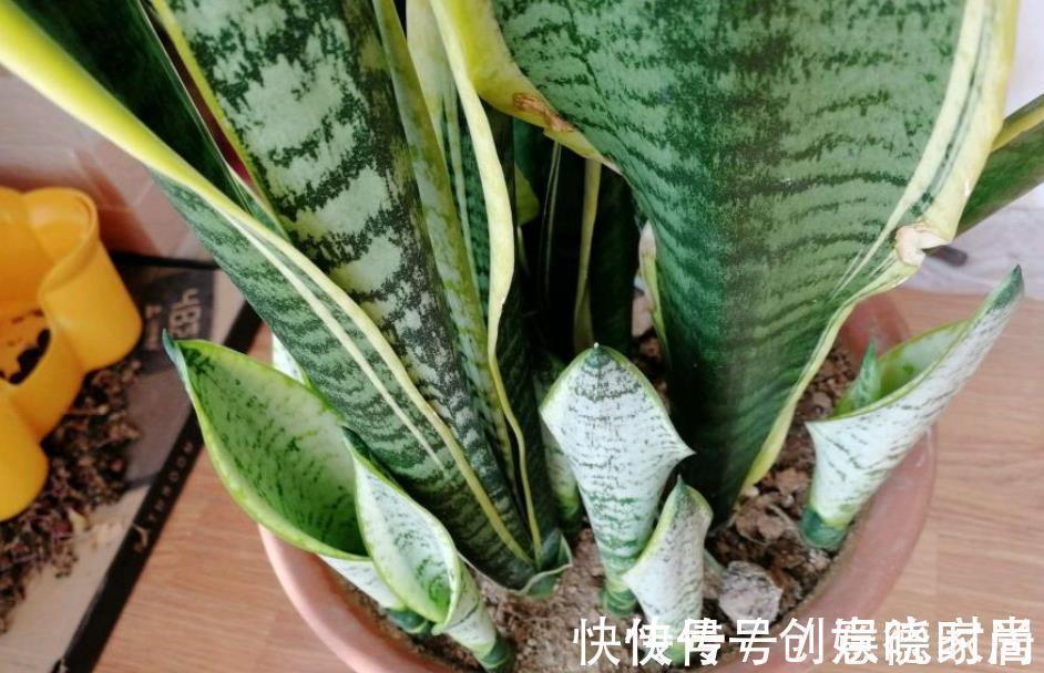 老花匠养了2年虎皮兰,小崽崽挤满盆,方法也简单,全靠4件事