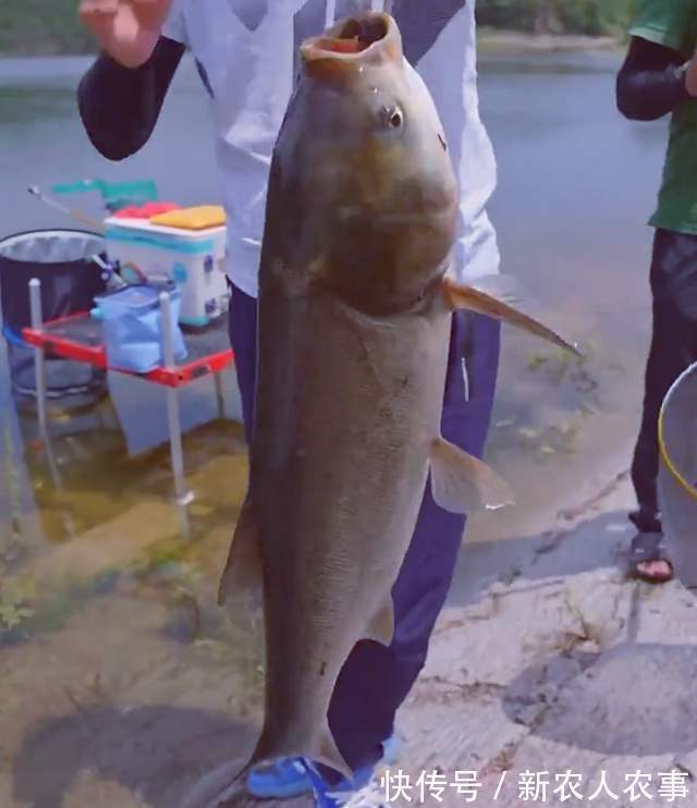 “钓王”邓刚伪装成新手,花260块钓走1000元鲢鳙,老板看到心痛