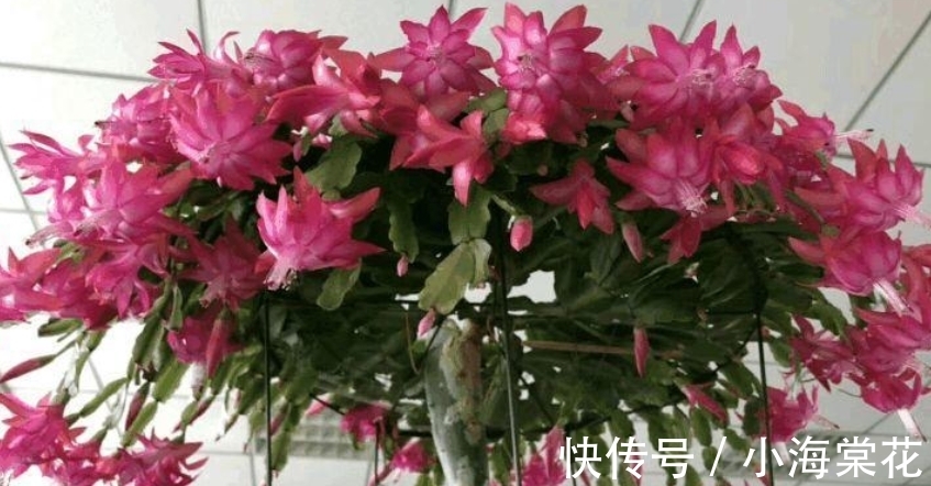 想嫁接蟹爪兰别等了,嫁接掌握4个“关键”,养到秋天枝繁叶茂