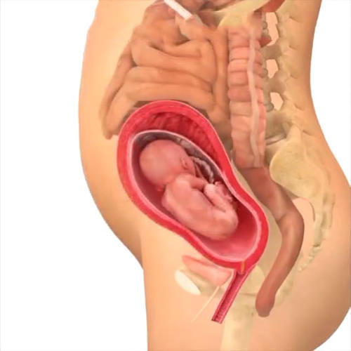 胎儿|孕期40周胎儿生长发育组图，胎儿是这样一天天长大的