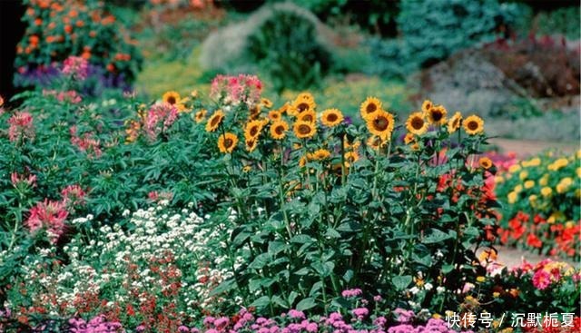 有院子就种4种树,老祖宗留下的“顺口溜”,不是没有道理!