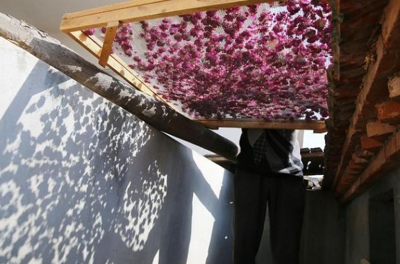 好处|经常喝玫瑰花茶,对女性健康有哪些好处告诫五类人请停止饮用