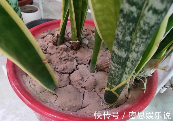 板结|花土板结怎么办？不换盆土，学会这几招照样能搞定难题