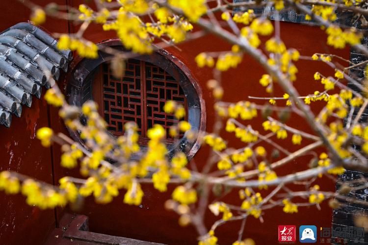 普照寺|泰安：普照寺腊梅尽情绽放 传递“春的消息”