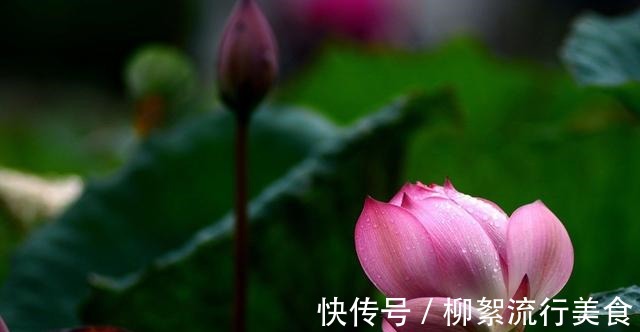 鱼腥草|你知道多少种野菜,让你轻松了解野菜的各种秘密,快来看看吧!