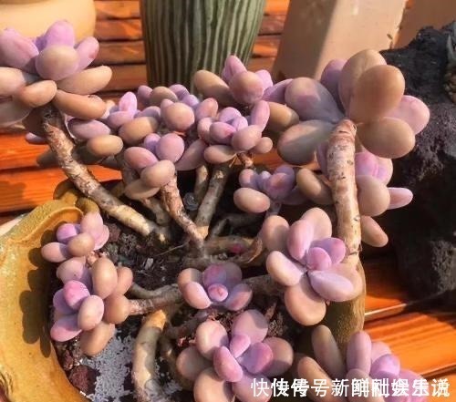 艾伦|养多肉,就养这“6盆”,越长越肥,颜色越来越好看,太美了!