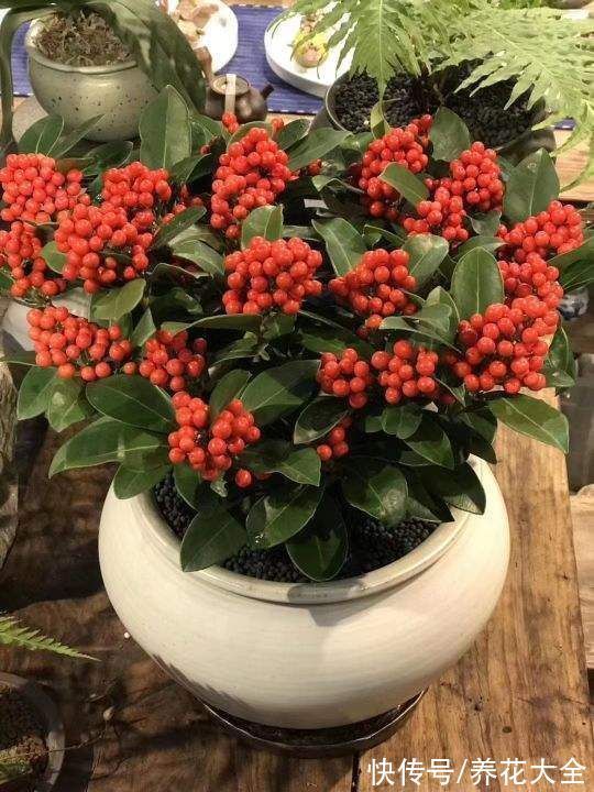 宝莲灯|6种“昂贵花”,工薪族一般都舍不得买,只能刷刷图片解馋