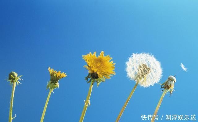 江苏省中医院|自己晒干的蒲公英能当茶喝吗医生别！