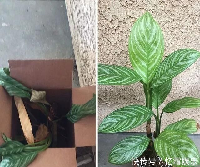 快枯死的绿植在大神手下起死回生，对比图超治愈又励志哇