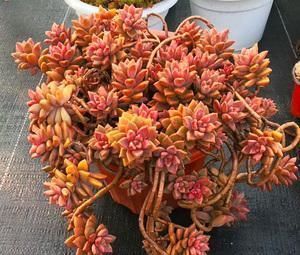 悬崖|养多肉姬胧月,了解掌握3个技巧,1年长成悬崖老桩