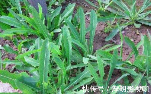 1种野草,在农村被称“苦麻菜”,50元一斤收购,却没人愿意采