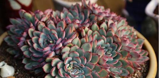 光照|5月种下这几种多肉，皮实好养不怕热，35摄氏度照样生机勃勃