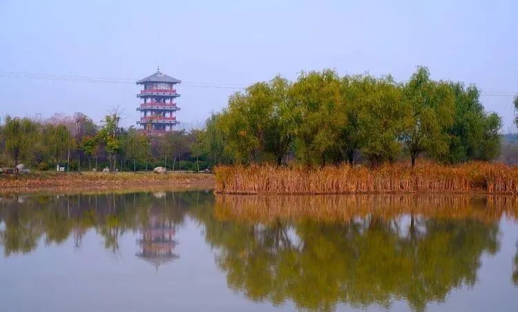 银杏|霜降枫红银杏黄，黄龙湿地公园染秋色