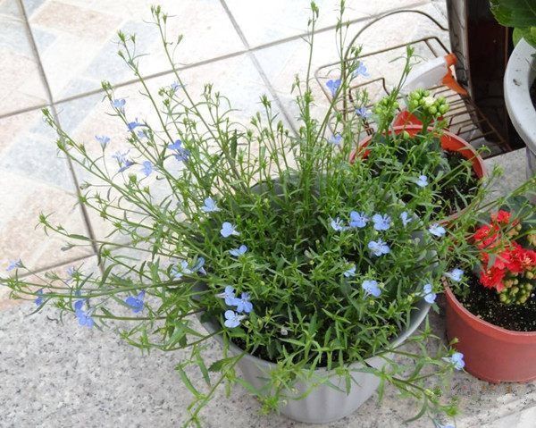 养此款花卉,随手养一盆,花朵清新高雅,四季开花拦不住