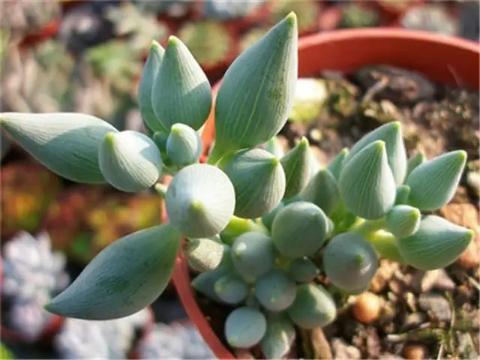 多肉达人手把手教你怎么把肉嘟嘟、圆滚滚的“锦上珠”养爆盆