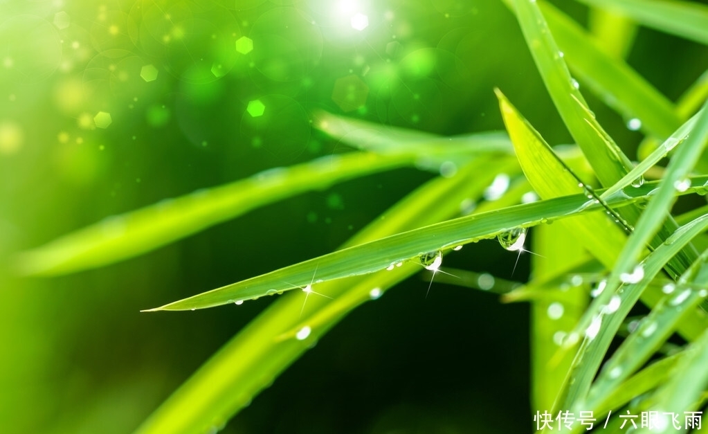 竹叶|一曲清商,故园几度,竹摇清影罩幽窗,两两时禽噪夕阳