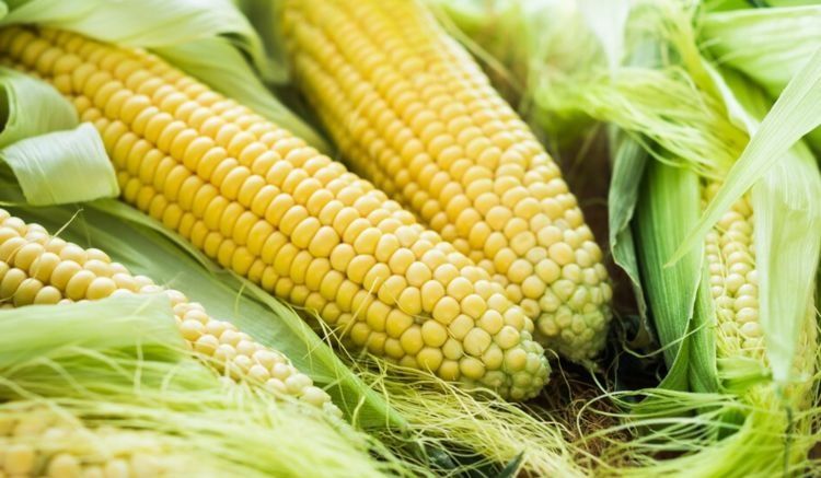 用三个技巧挑的玉米,颗颗汁水饱满,鲜甜好吃,老板:是个行家