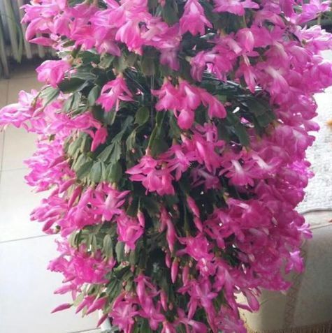 养蟹爪兰,盆中插几根木棒,蹭蹭长到爆,花开不断,开成瀑布