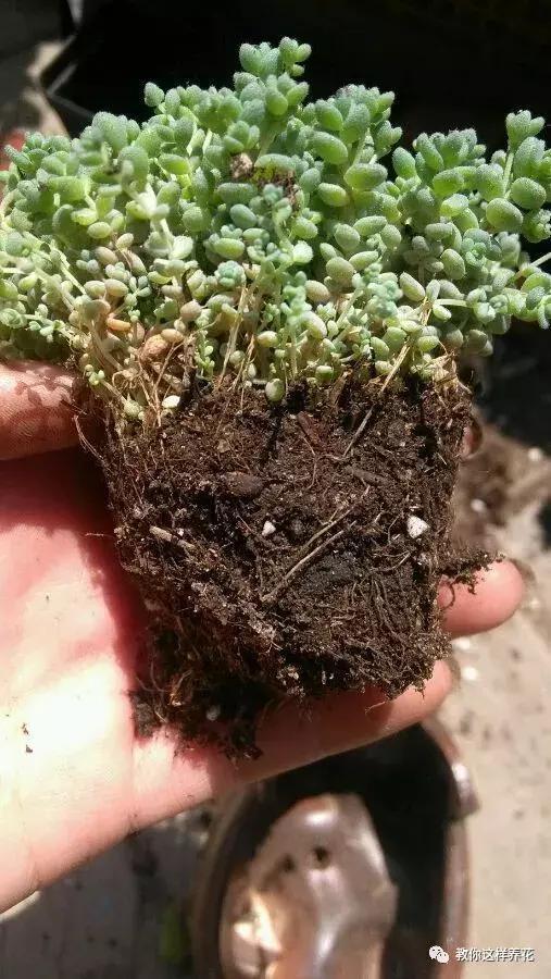 换盆不修根，等于白换，再怎么换也不好使！