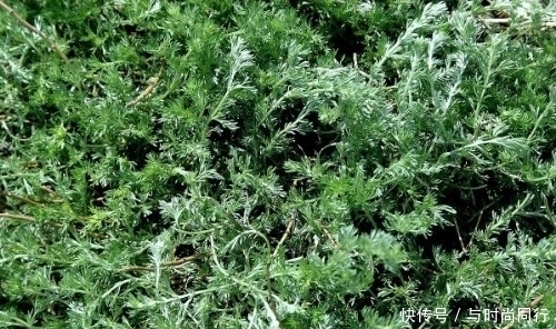 农村此野草 是治肝病常用中药 您认识吗 快资讯 农村此野草 是治肝病常用中药 您认识吗 快资讯