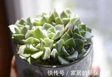 白牡丹|这三种多肉是多肉中的小强,一生只用买一次,出了状态照样美