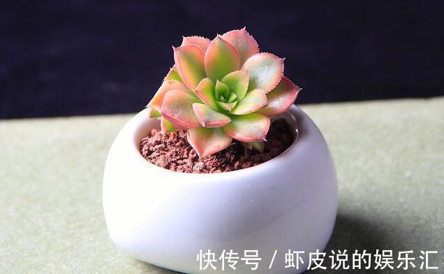 多肉冬季“化水”,除了“温度低”外,2个“原因”也要预防