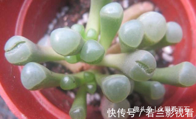 非洲遍地是“宝石”,却无人去捡,当地人:笑而不语