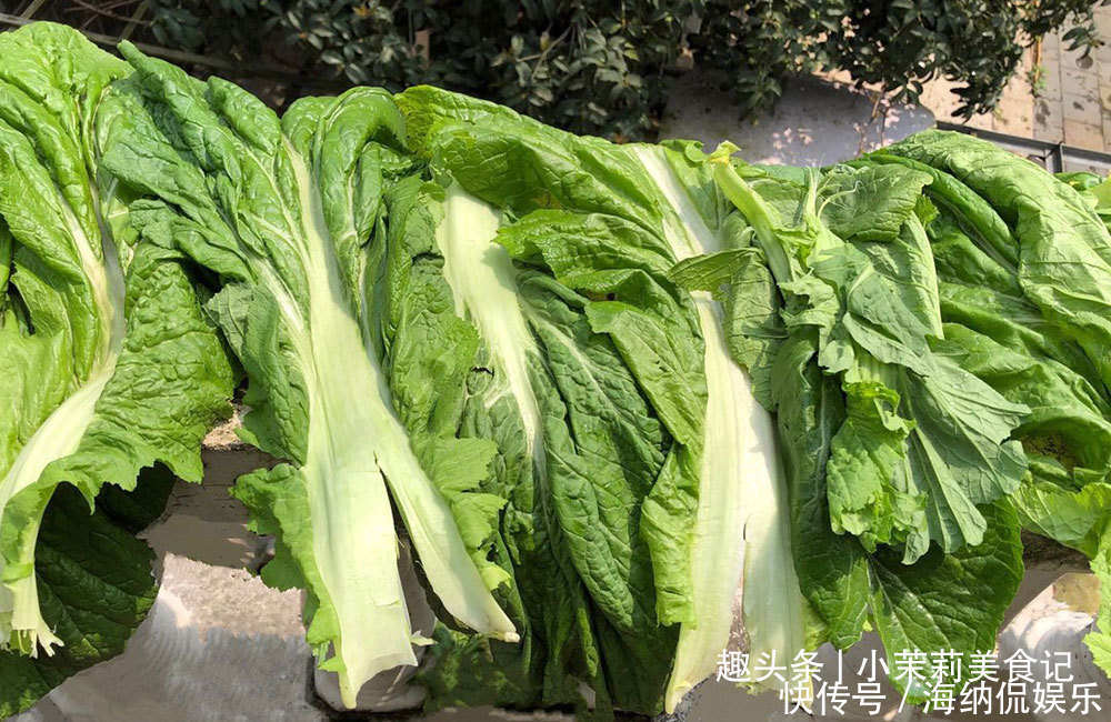 制作梅干|9月,此类菜不怕过期,一次买20斤做成梅干菜,炖肉做馅都特香