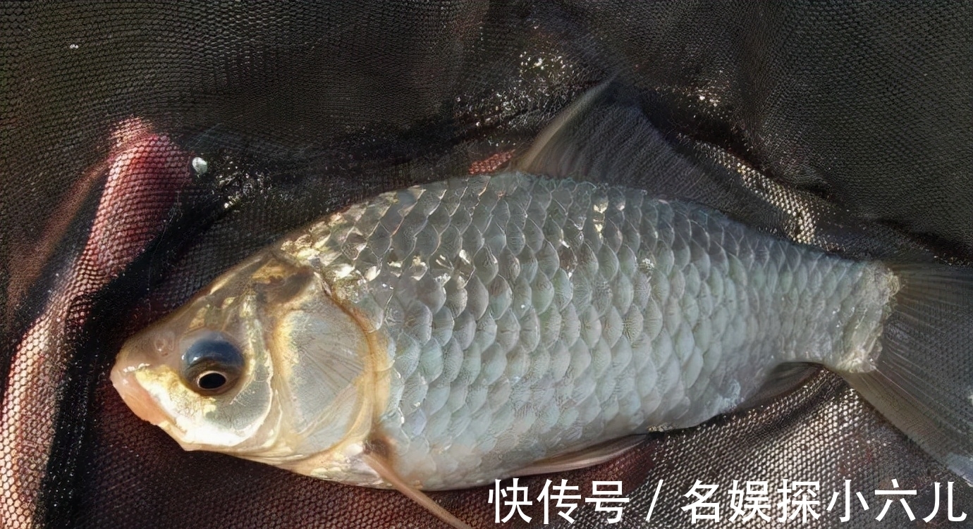 渔获|仲秋钓鲫鱼，会用这两种钓法，中钩的鱼，不仅个头大，数量还不少